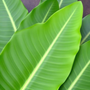 banana leaves