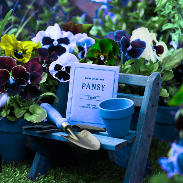 pansy seeds